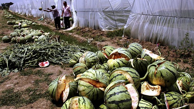155772-china-exploding-watermelons 155772-china-exploding-watermelons